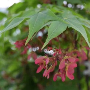 Acer palmatum 'Ôsakazuki' 150-175 cm